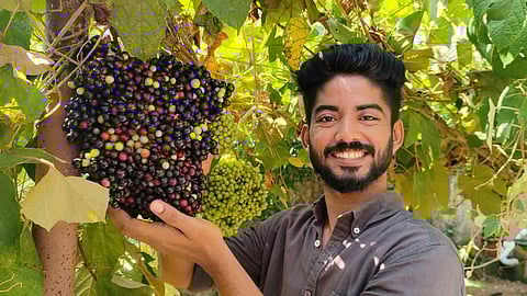 കംബോഡിയൻ മുന്തിരിക്കുലയ്ക്കൊപ്പം ആഷൽ