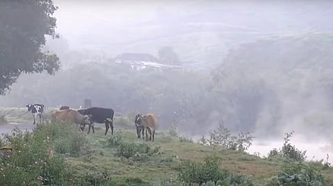 മൂന്നാറില് അതിശൈത്യം വന്നെത്തിയപ്പോള്