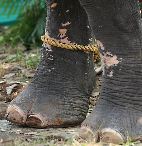 ആനകള്ക്ക് ദുരിതപീഡനത്തിന്റെ പെരുമഴ