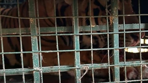 വയനാട്ടില് കൂട്ടിലായ കടുവ