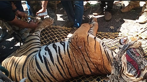 കണ്ണൂരിൽ കമ്പിവലയിൽ കുടുങ്ങിയ കടുവയെ പിടികൂടിയപ്പോൾ