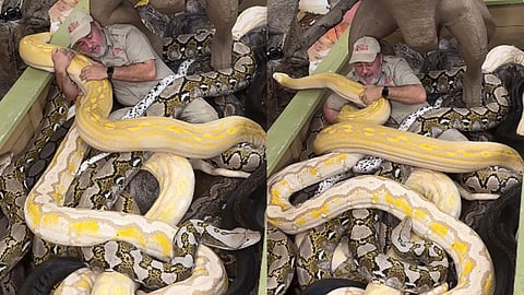 കൂറ്റന് പാമ്പുകള്ക്കൊപ്പം ഇരിക്കുന്നയാള്