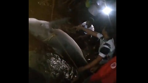 മത്സ്യത്തൊഴിലാളിയെ ആക്രമിച്ച സ്രാവിനെ പിടികൂടിയപ്പോൾ