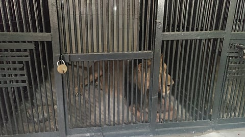 തിരുപ്പതി മൃഗശാലയിലെ ദുംഗാര്പുര് എന്ന സിംഹം