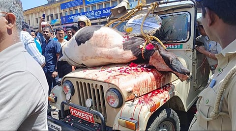 വയനാട്ടില് കടുവ കൊലപ്പെടുത്തി പശുവിന്റെ ജഡം വനം വകുപ്പിന്റെ വാഹനത്തില് കെട്ടിയിട്ടപ്പോള്