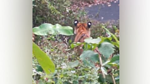 കടുവ കമ്പി വേലിയില് കുടുങ്ങിയ നിലയില്