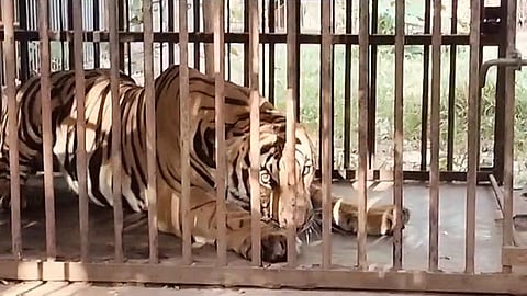 മുള്ളന്കൊല്ലിയില് നിന്ന് പിടിയിലായ കടുവ കൂട്ടില്