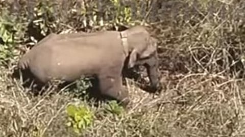 വനം വകുപ്പ് പുറത്തുവിട്ട ആനയുടെ ആകാശദൃശ്യം