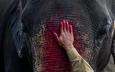 ഇണ ചേരാത്ത പിടിയാനകളെ കുത്തിക്കൊല്ലുന്ന കൊമ്പനാനകള്