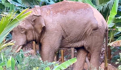 തണ്ണീര്ക്കൊമ്പന് വാഴത്തോട്ടത്തില്