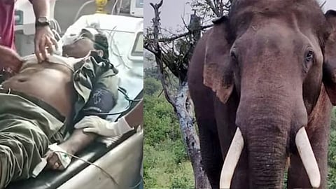 കാട്ടാനയുടെ പരിക്കേറ്റ പോള്