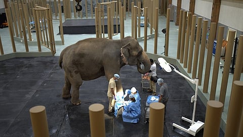 വന്താരയിലെ ആന പരിപാലന കേന്ദ്രം