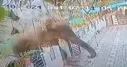 വയനാട്ടിലെ ജനവാസമേഖലയില് ഇറങ്ങിയ കാട്ടാന