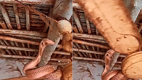 ഫാനിൽ തൂങ്ങി കിടക്കുന്ന രാജവെമ്പാലയുടെ ദൃശ്യം