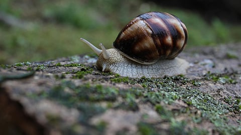 ഒച്ചുകളിൽ നിന്ന്  ഗുരുതരരോഗം കുട്ടികളിലേക്ക്