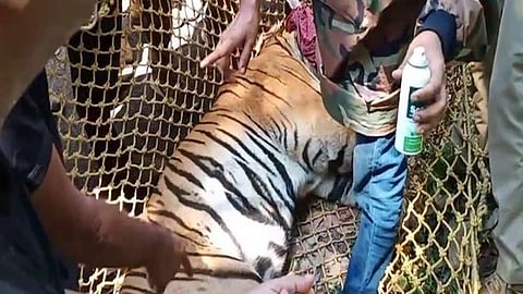 കടുവയെ പിടികൂടിയപ്പോള്