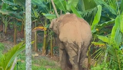 മയക്കുവെടിവച്ച ശേഷം തണ്ണീര്ക്കൊമ്പന്