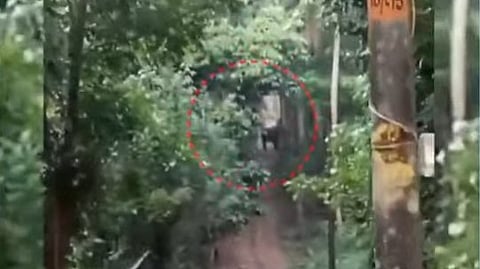 ഇല്ലിത്തോട്ടിലെ റബര് തോട്ടത്തിലെ കിണറ്റില് കുട്ടിയാന വീണു