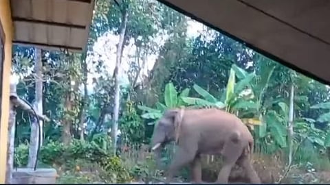 മാനന്തവാടിയിൽ ഇറങ്ങിയ കാട്ടാന