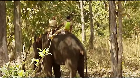മോഴയാനയെ പിടിക്കാനെത്തിച്ച കുങ്കിയാന