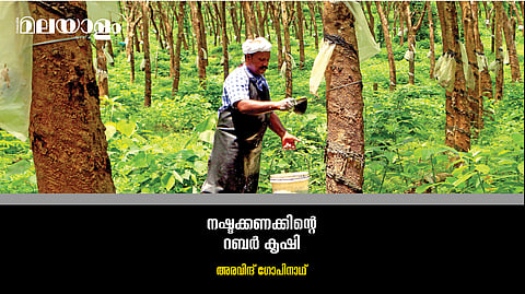 റബര് കൃഷിക്ക് ഇനി ഭാവിയുണ്ടോ? - കര്ഷകര് ചോദിക്കുന്നു
