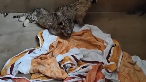 നന്ദന്കാനന് സുവോളജിക്കല് പാര്ക്കിലെ സിംഹക്കുട്ടികള്