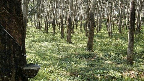 റബ്ബര് കര്ഷകര്ക്ക് ആശ്വാസമായി കേന്ദ്രസര്ക്കാര് പ്രഖ്യാപനം