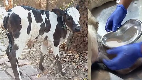 പാല് ചുരത്തുന്ന പശുക്കുട്ടി, കറന്നെടുത്ത പാല്