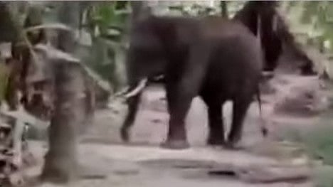 കോയമ്പത്തൂർ നഗരത്തിലെത്തിയ കാട്ടാന