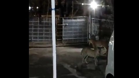 വീട്ടുമുറ്റത്ത് നിൽക്കുന്ന പുലികൾ