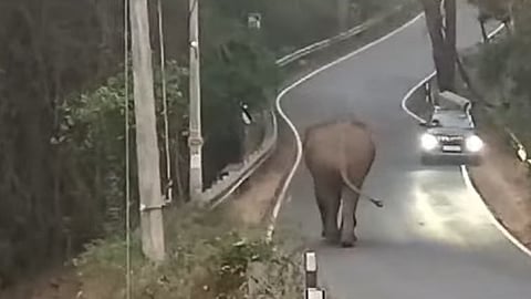 കാറിന് മുന്നിലേക്ക് പാഞ്ഞടുത്ത് ആന