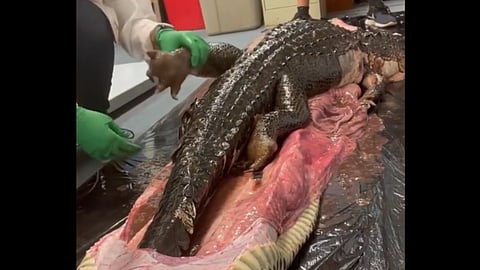 മുതലയെ പെരുമ്പാമ്പ് വിഴുങ്ങിയപ്പോൾ