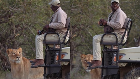 സഞ്ചാരിക്ക് മുന്നിൽ എത്തിയ സിംഹത്തിന്റെ ദൃശ്യം