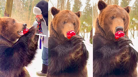 കരടിക്ക് കോലുമിഠായി കൊടുത്ത് യുവാവ്