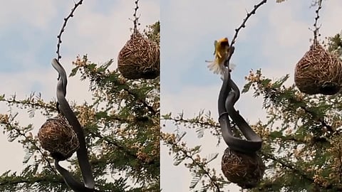 പക്ഷിക്കൂട്ടിൽ തലയിടുന്ന പാമ്പിന്റെ ദൃശ്യം