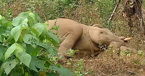 അവശനിലയിൽ കണ്ടെത്തിയ കൊമ്പൻ