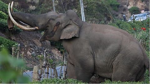 പടയപ്പയെ തുരത്താൻ ഇന്നും ശ്രമം തുടരും; ഡ്രോൺ നിരീക്ഷണം ശക്തമാക്കി, മറയൂർ മേഖലയിൽ എത്തിക്കാൻ നീക്കം