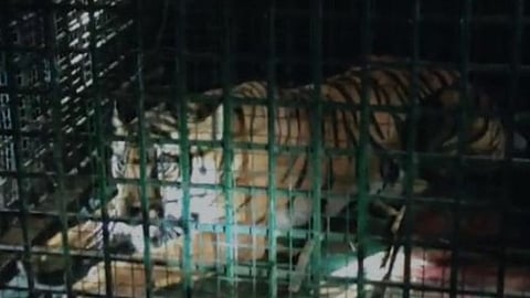 മീനങ്ങാടിയില് കൂട്ടിലായ കടുവ