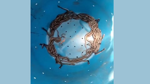 കോട്ടയത്ത് വീട്ടിൽ നിന്ന് പിടികൂടിയ മൂർഖൻ കുഞ്ഞുങ്ങൾ