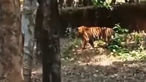 കേളകത്ത് വീട്ടുപറമ്പിൽ കടുവ