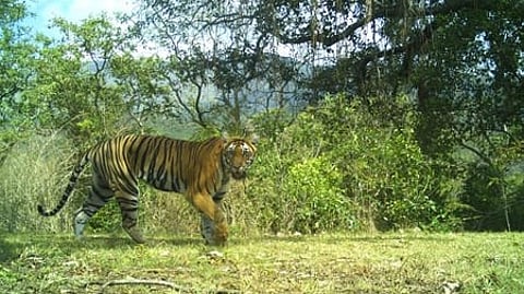 ഇന്നലെ പകൽ മുഴുവൻ പ്രദേശത്തെ റബ്ബർ തോട്ടത്തിലെ ചതുപ്പിൽ കിടന്ന കടുവയെ മയക്കുവെടി വെച്ച് പിടികൂടാൻ ആയിരുന്നു തീരുമാനം