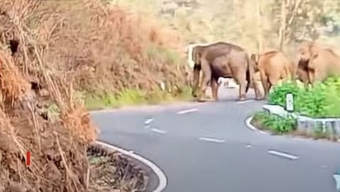 വാല്പ്പാറ എംഎല്എ അമുല് കന്തസ്വാമിയുടെ വാഹനത്തിന് മുന്നില് കാട്ടാനക്കൂട്ടം