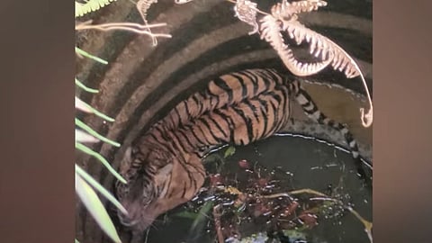 കടുവ കിണറ്റിൽ വീണ നിലയിൽ