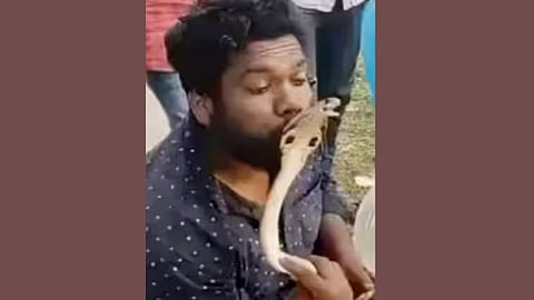 SNAKE ATTACK