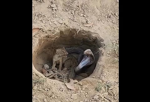 Snake And Mongoose fight