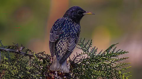starling bird