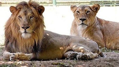 suraj-and-tanaya-bengal-proposes-new-name