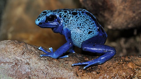 Poison dart frog