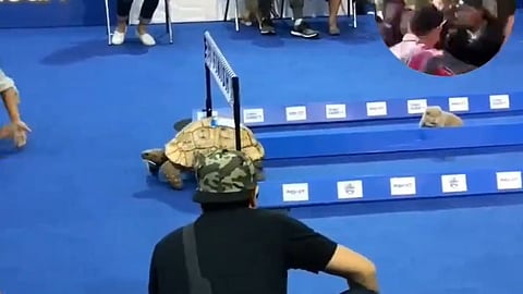 Turtle viral video