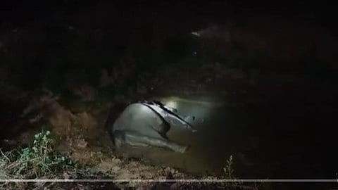 elephant-died-after-hit-by-train-kanjikode-palakkad